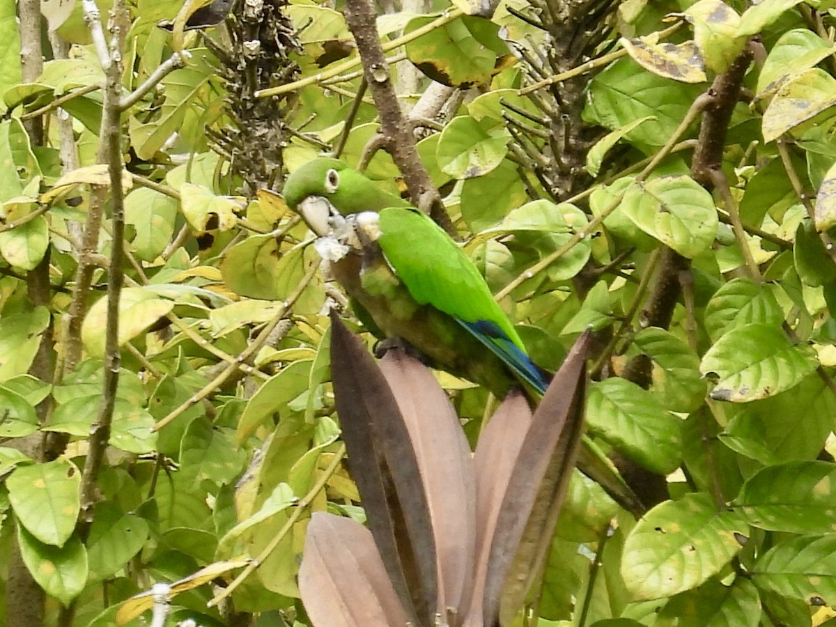 Olive-throated Parakeet - ML616344737