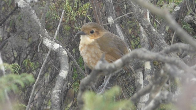 Boyaca Antpitta - ML616344745