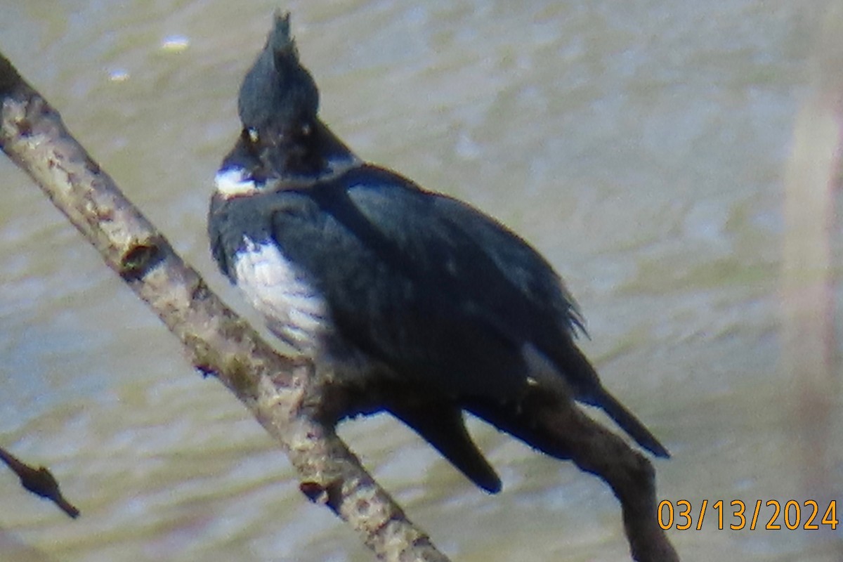 Belted Kingfisher - ML616344755