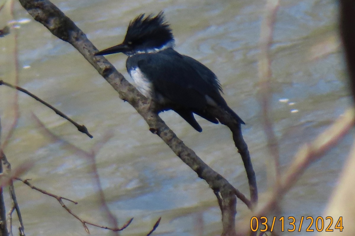 Belted Kingfisher - ML616344758