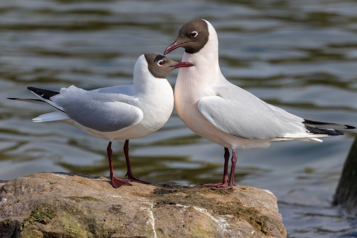 Black-headed Gull - ML616344801