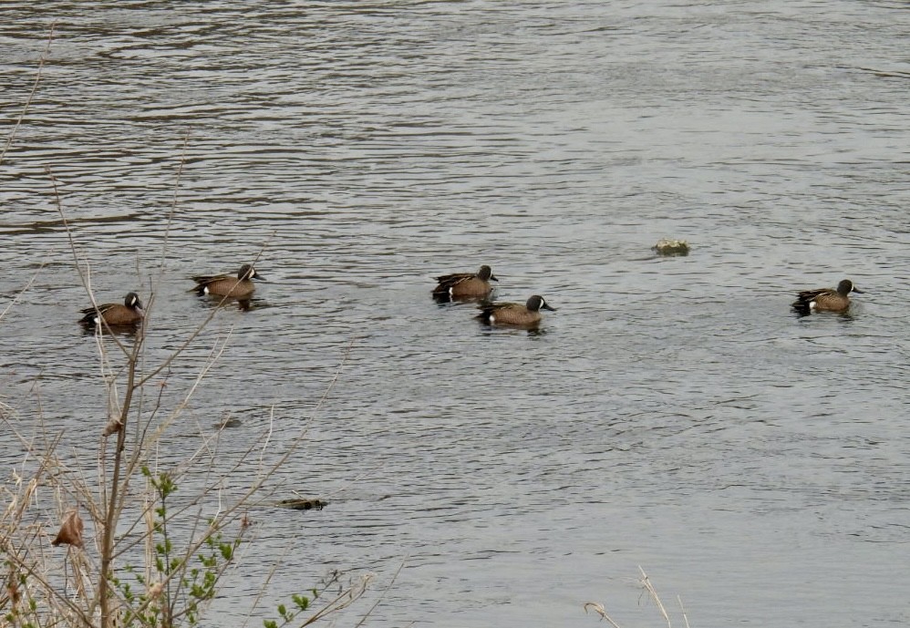 Blue-winged Teal - ML616344809