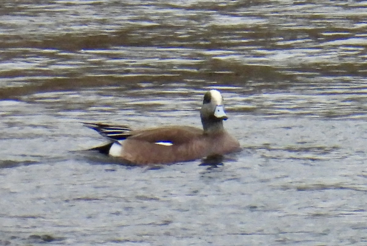 American Wigeon - ML616344817