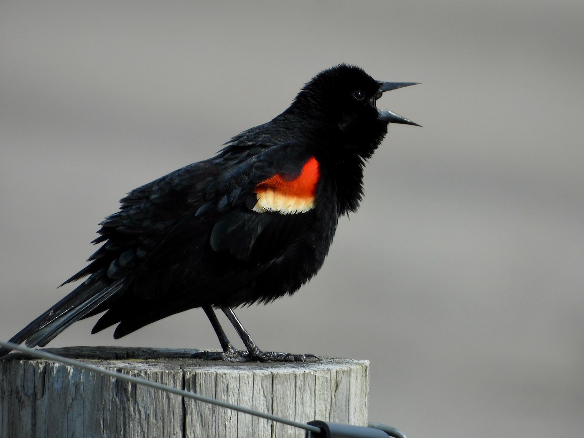 Red-winged Blackbird - ML616344820