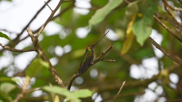 Colibrí Picoespada - ML616344825