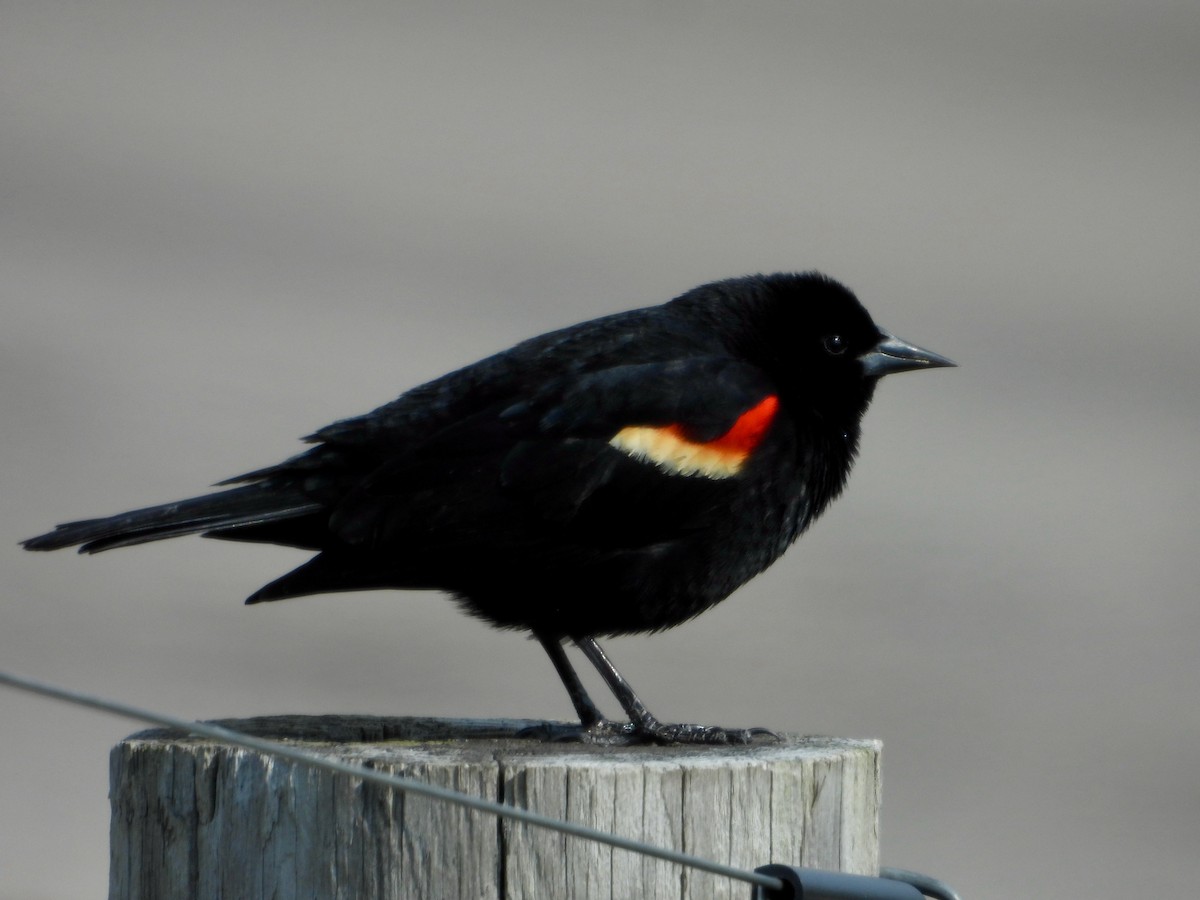 Red-winged Blackbird - Kisa Weeman