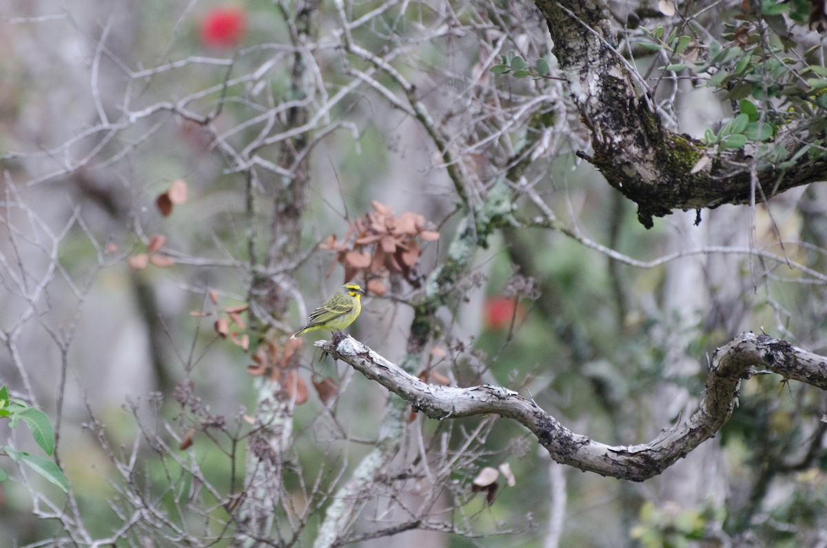 Yellow-fronted Canary - ML616344869