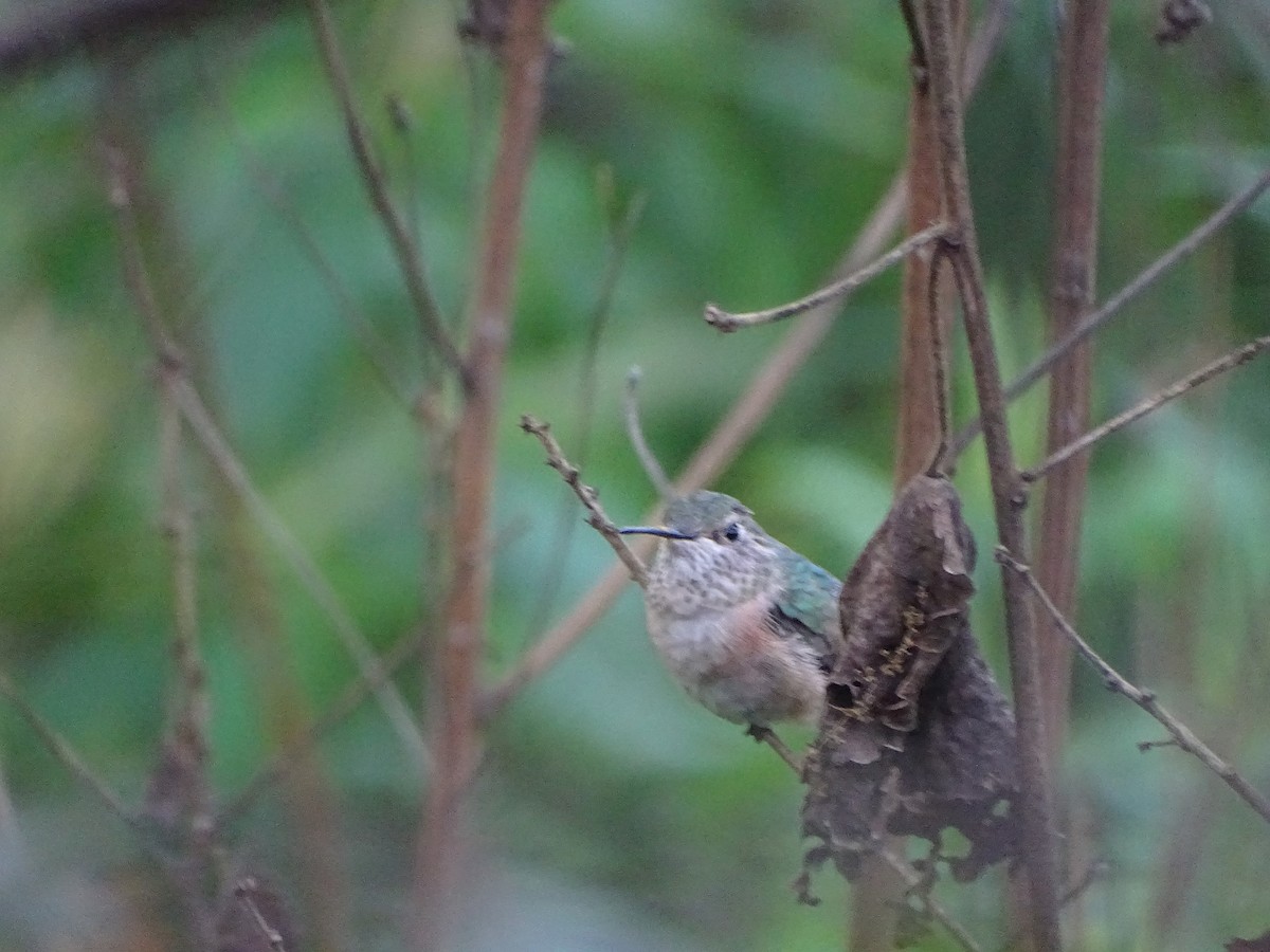 Broad-tailed Hummingbird - ML616344904