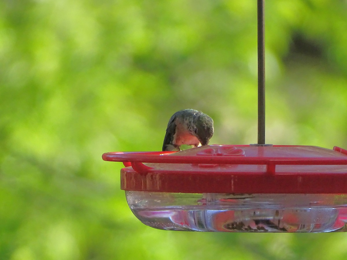Broad-tailed Hummingbird - ML616344905