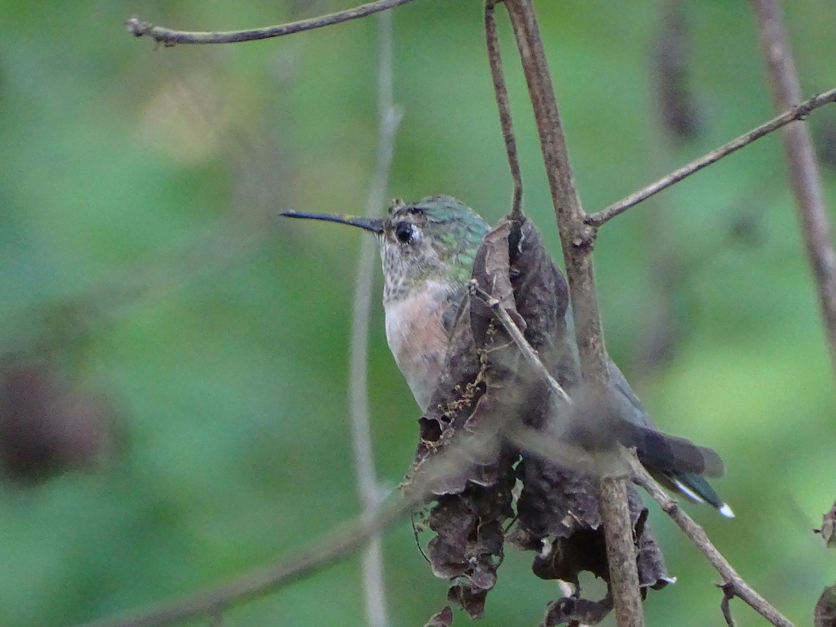 Broad-tailed Hummingbird - ML616344906