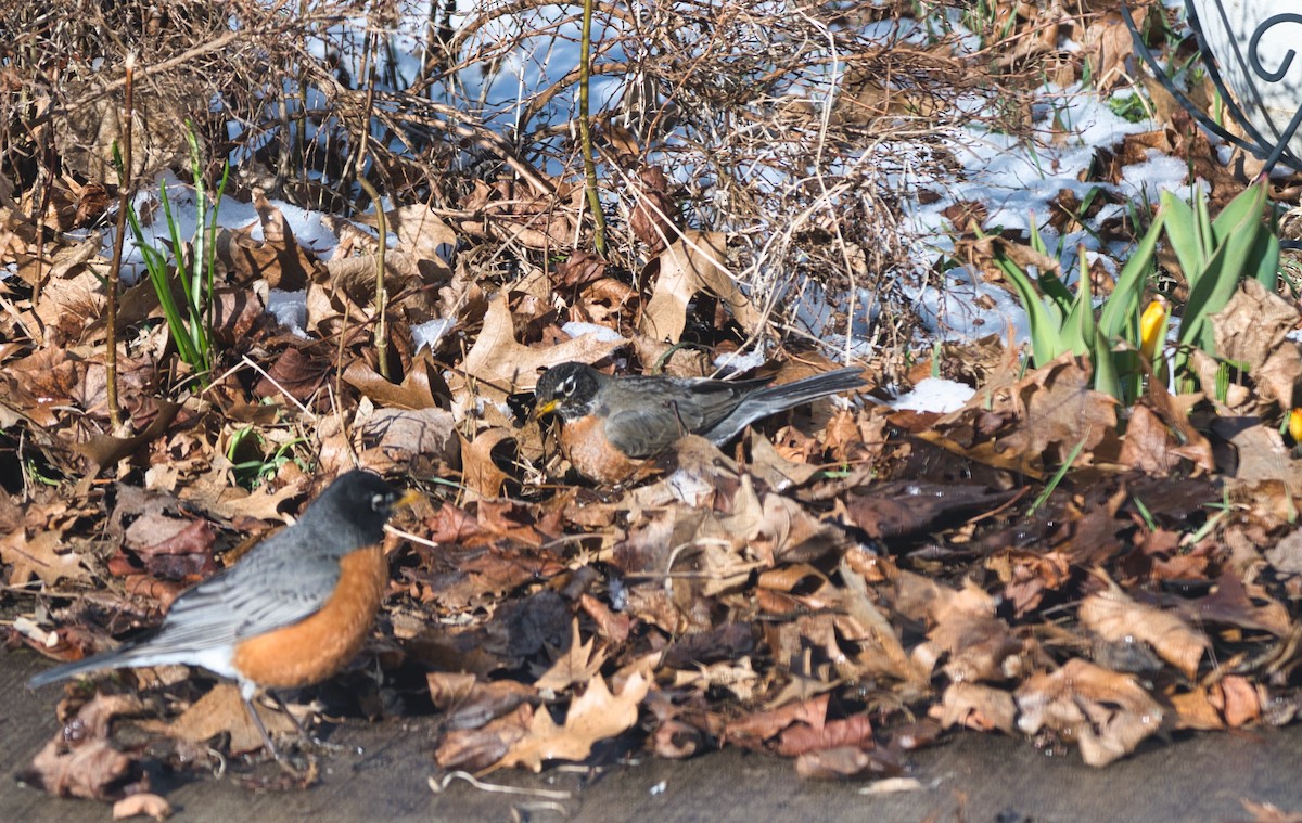 American Robin - ML616344909