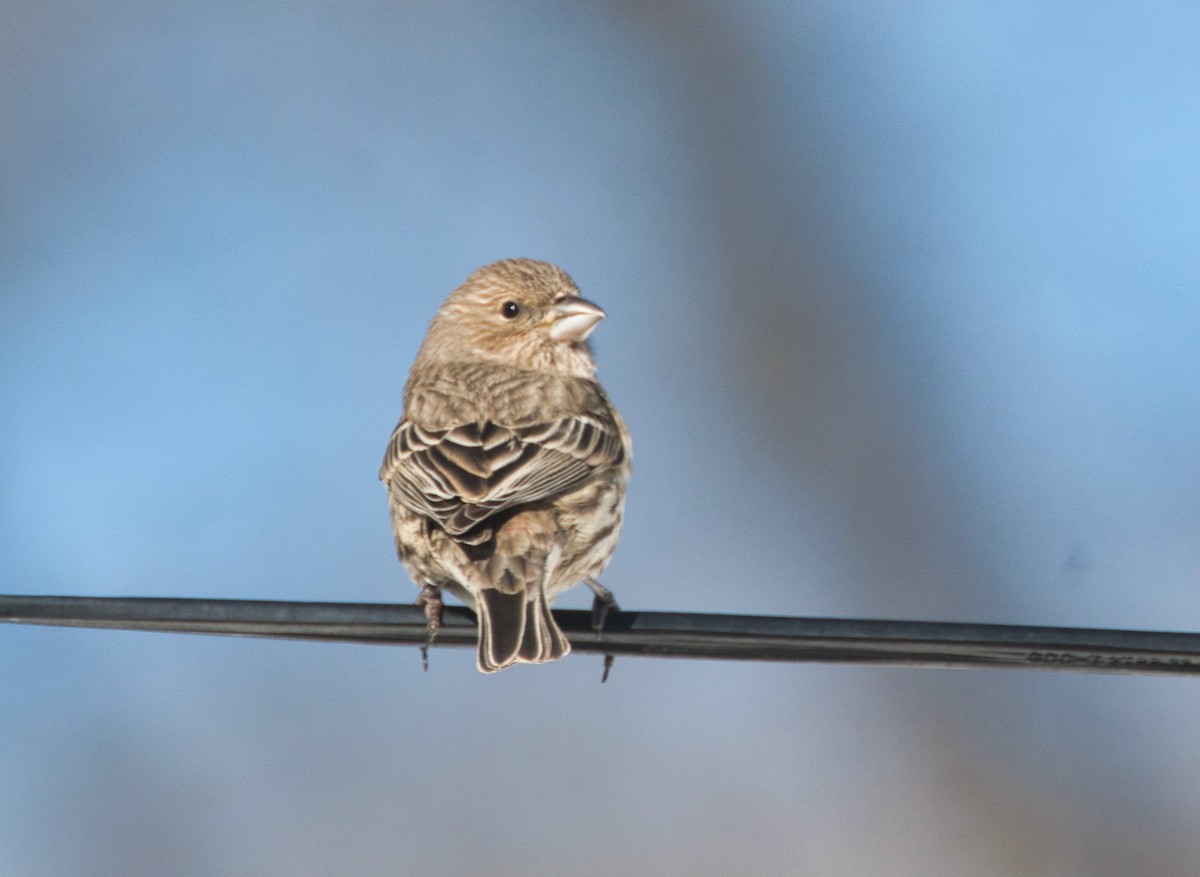 House Finch - ML616344919