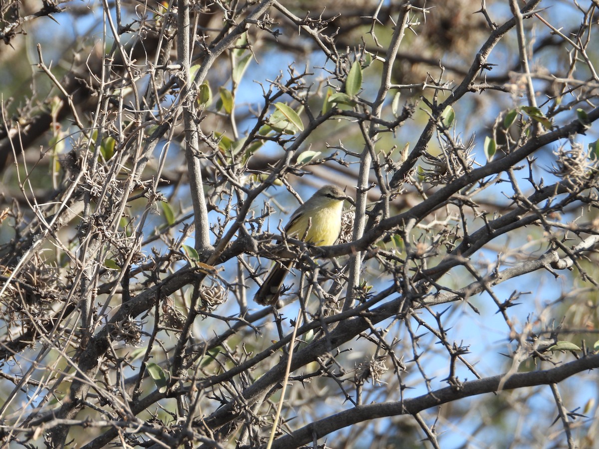 Greater Wagtail-Tyrant - ML616344937