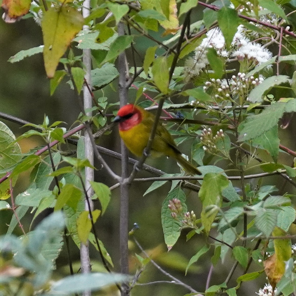 Red-headed Tanager - ML616344944