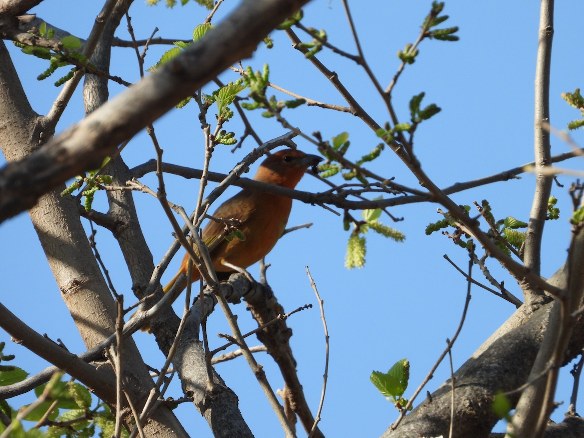 Hepatic Tanager - ML616344957