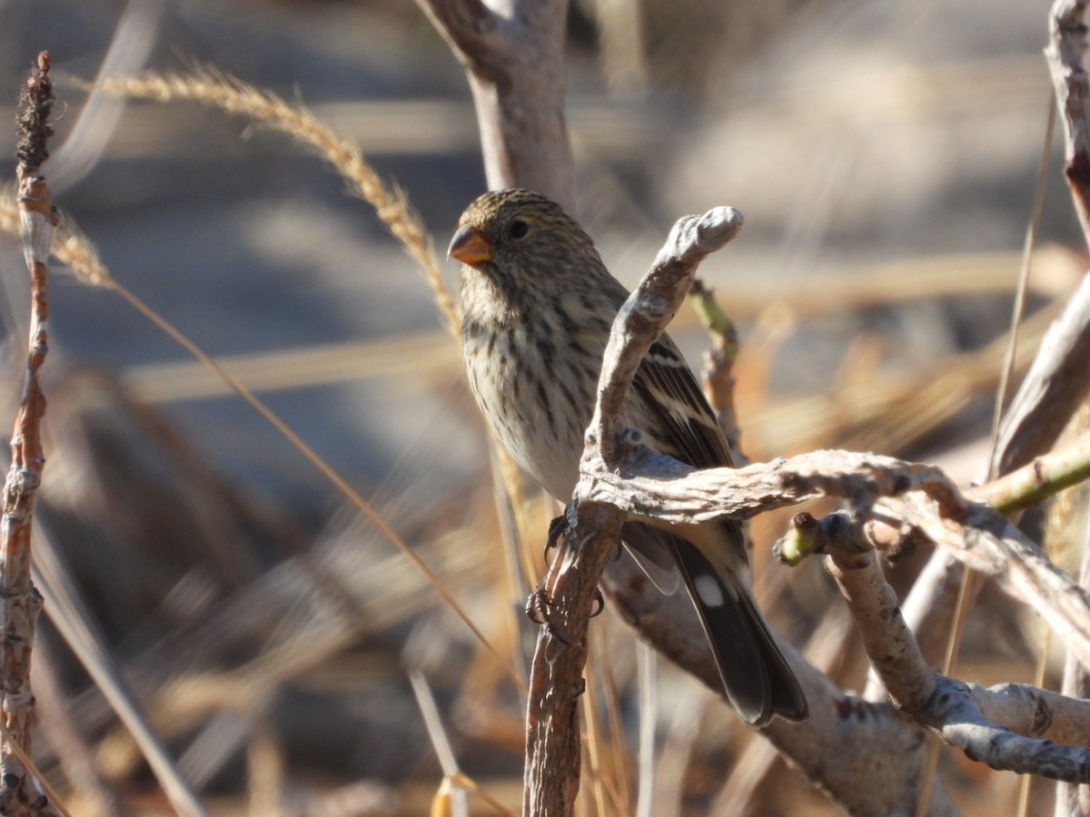 Band-tailed Seedeater - ML616344974