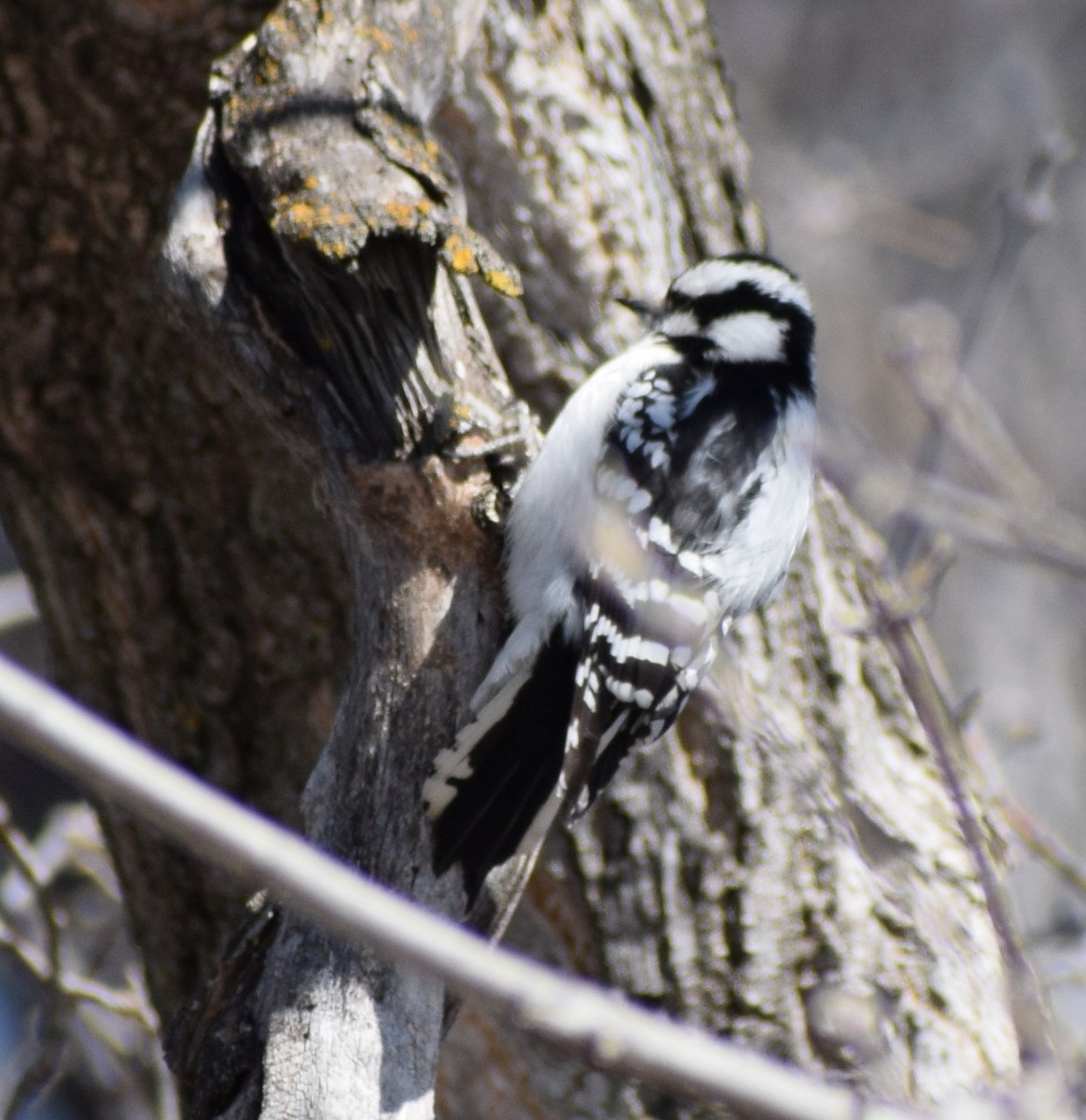 Downy Woodpecker - Richard Buist