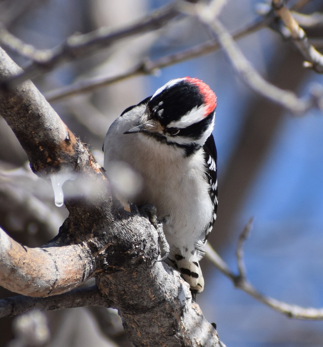 Downy Woodpecker - Richard Buist