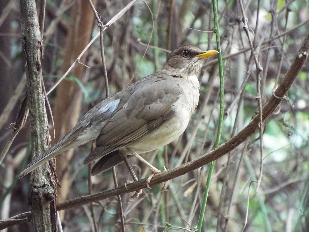 Creamy-bellied Thrush - ML616344999