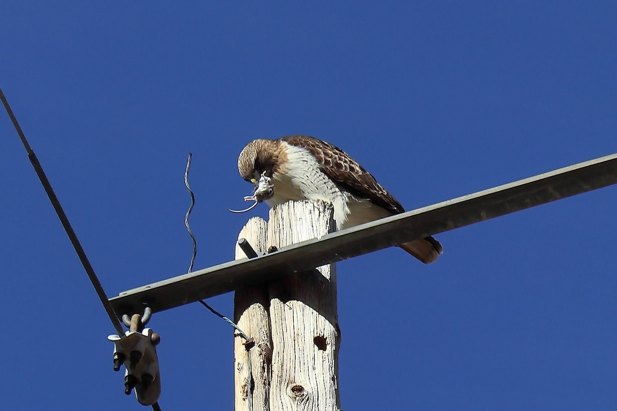 Red-tailed Hawk - ML616345021