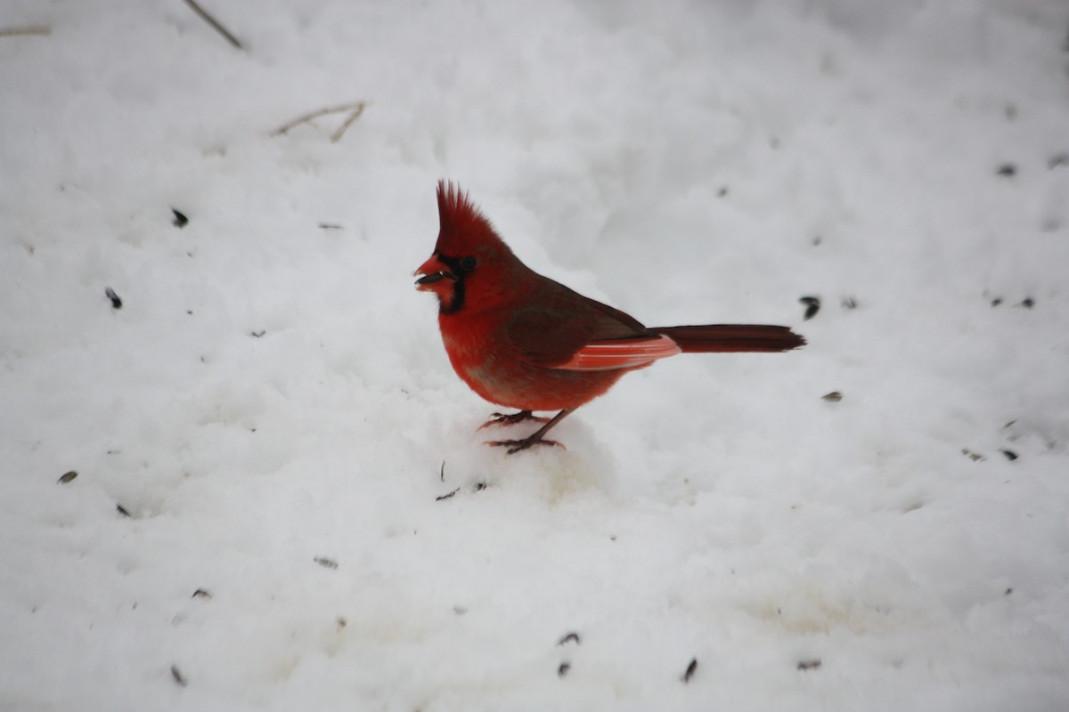 Northern Cardinal - ML616345060