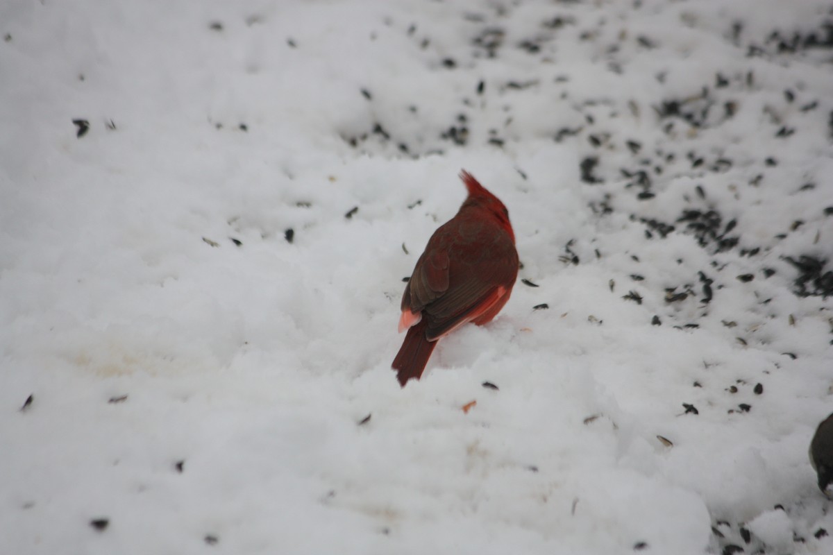 Northern Cardinal - Wendy VanDeWalle 🦉