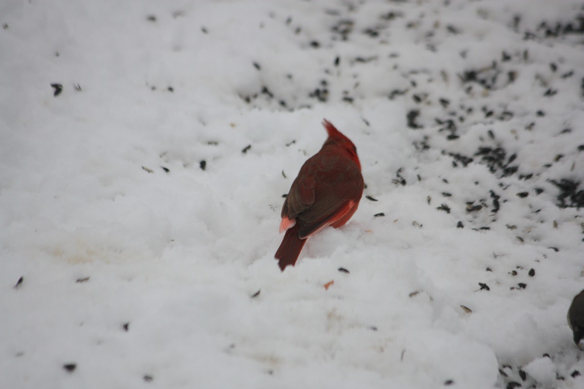 Northern Cardinal - ML616345061