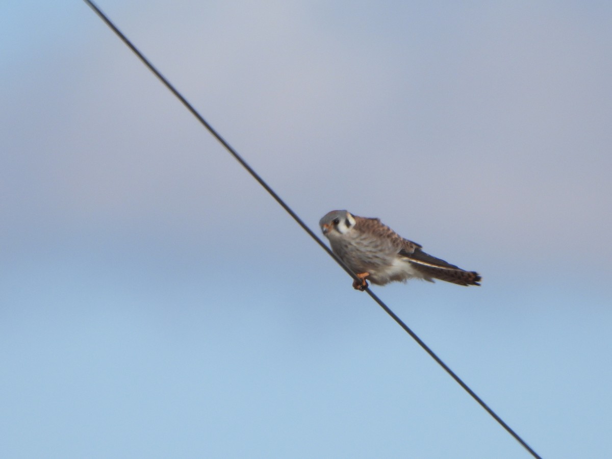 American Kestrel - ML616345062