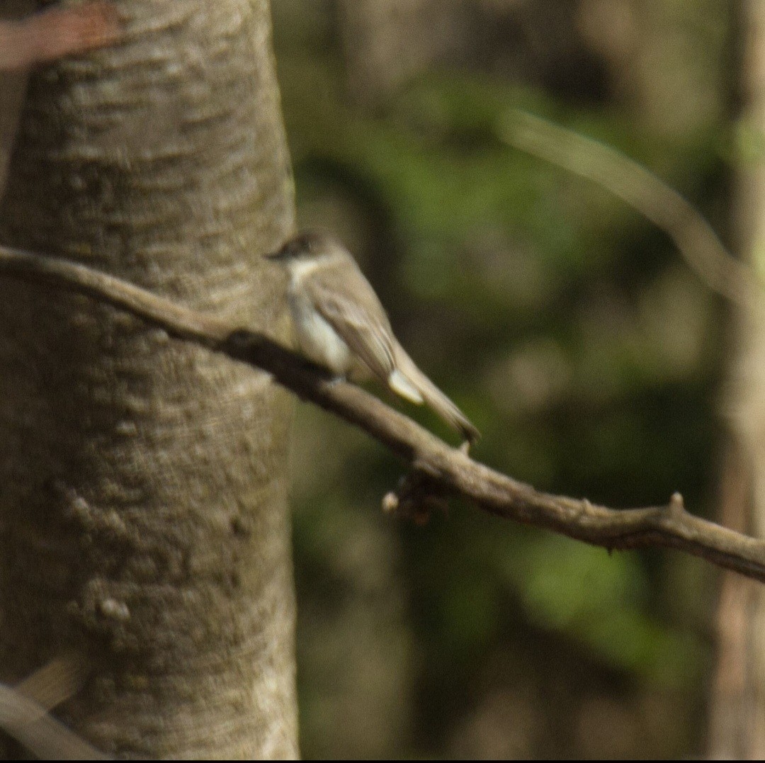 Eastern Phoebe - ML616345064