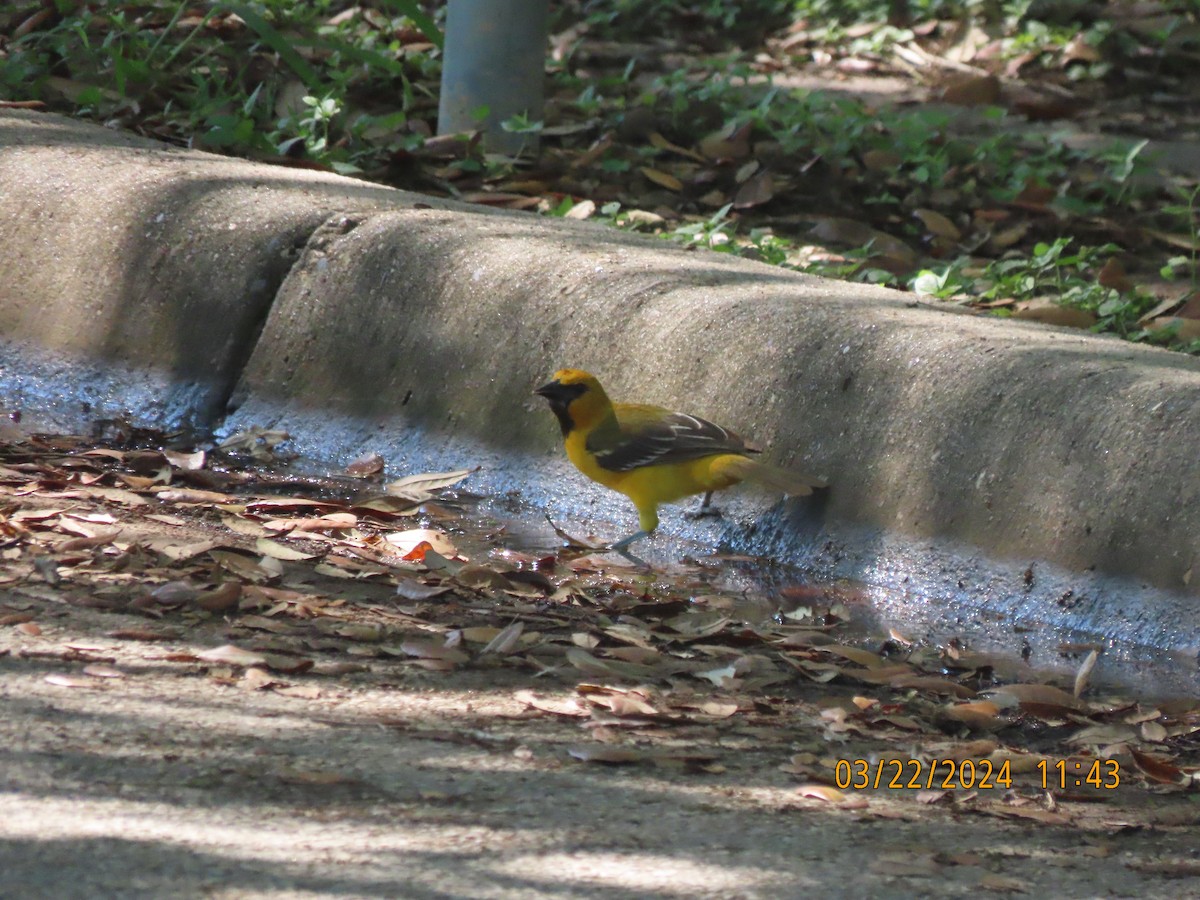 Oriole à gros bec - ML616345081