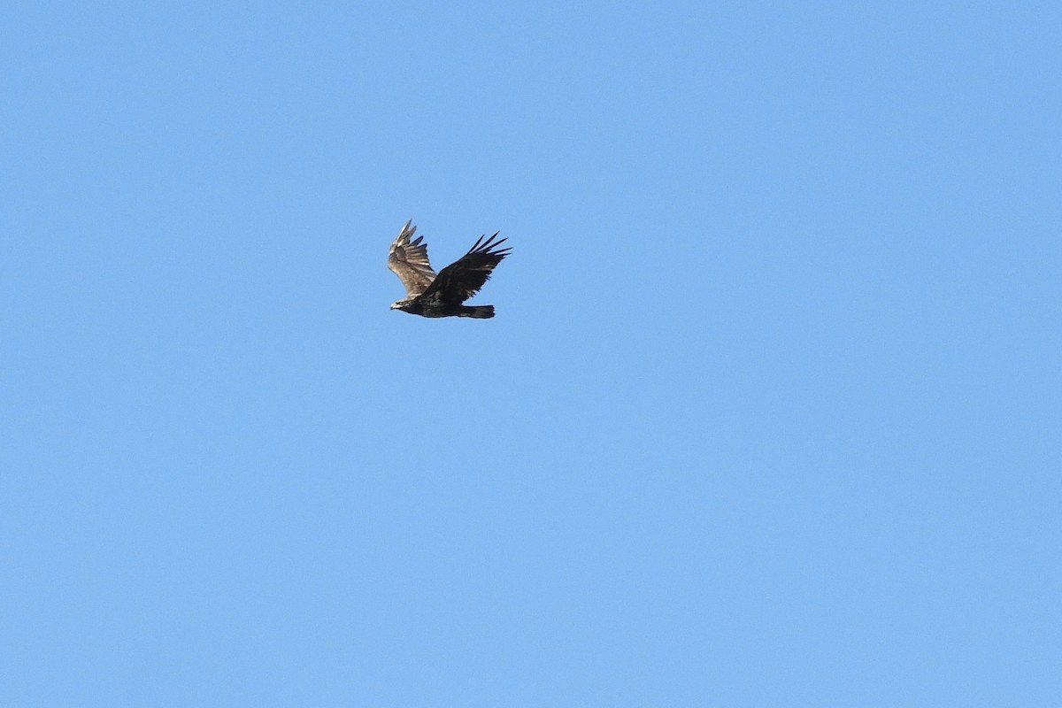 Bald Eagle - kerry paddock