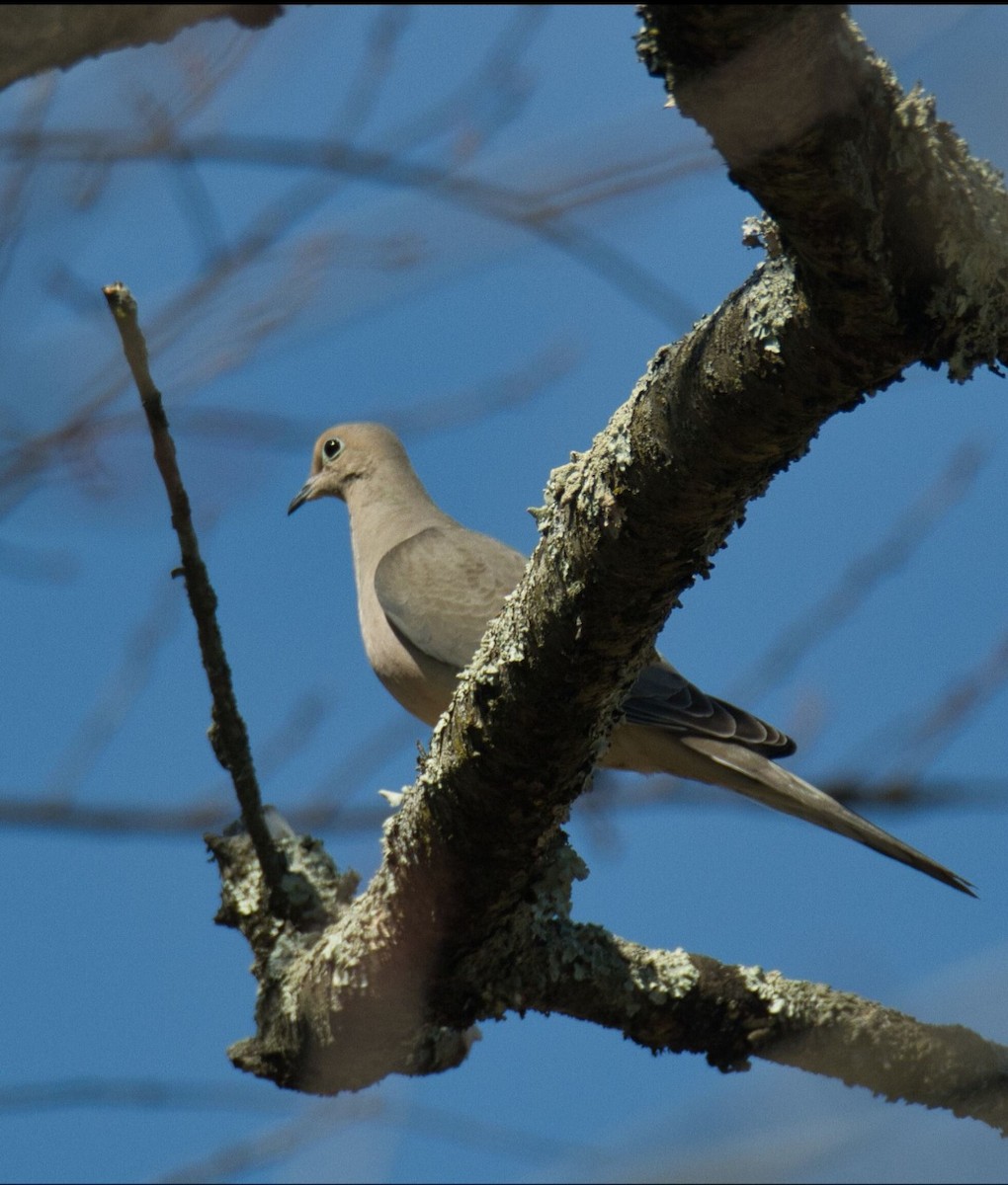 Mourning Dove - ML616345131