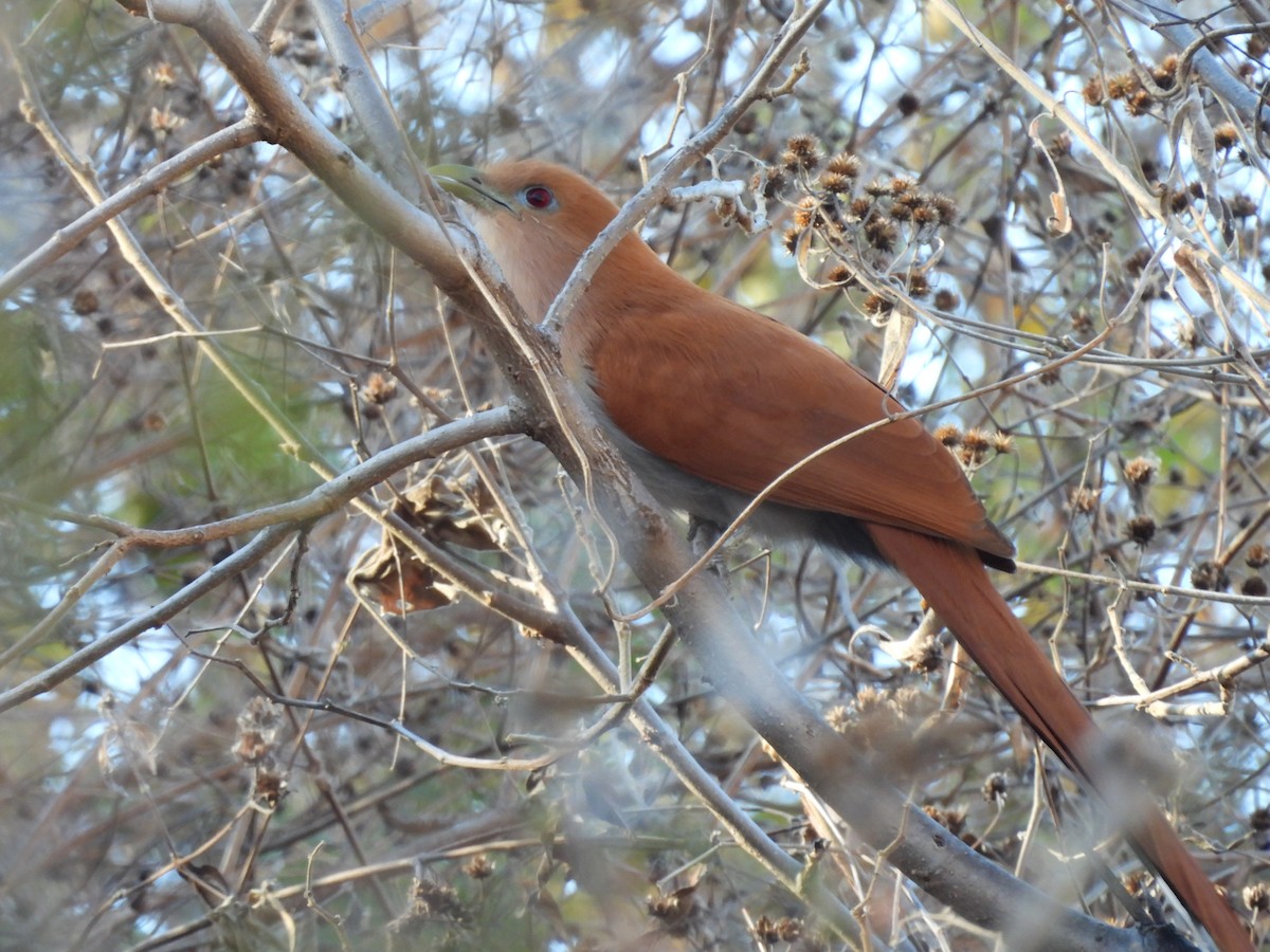 Squirrel Cuckoo - ML616345153