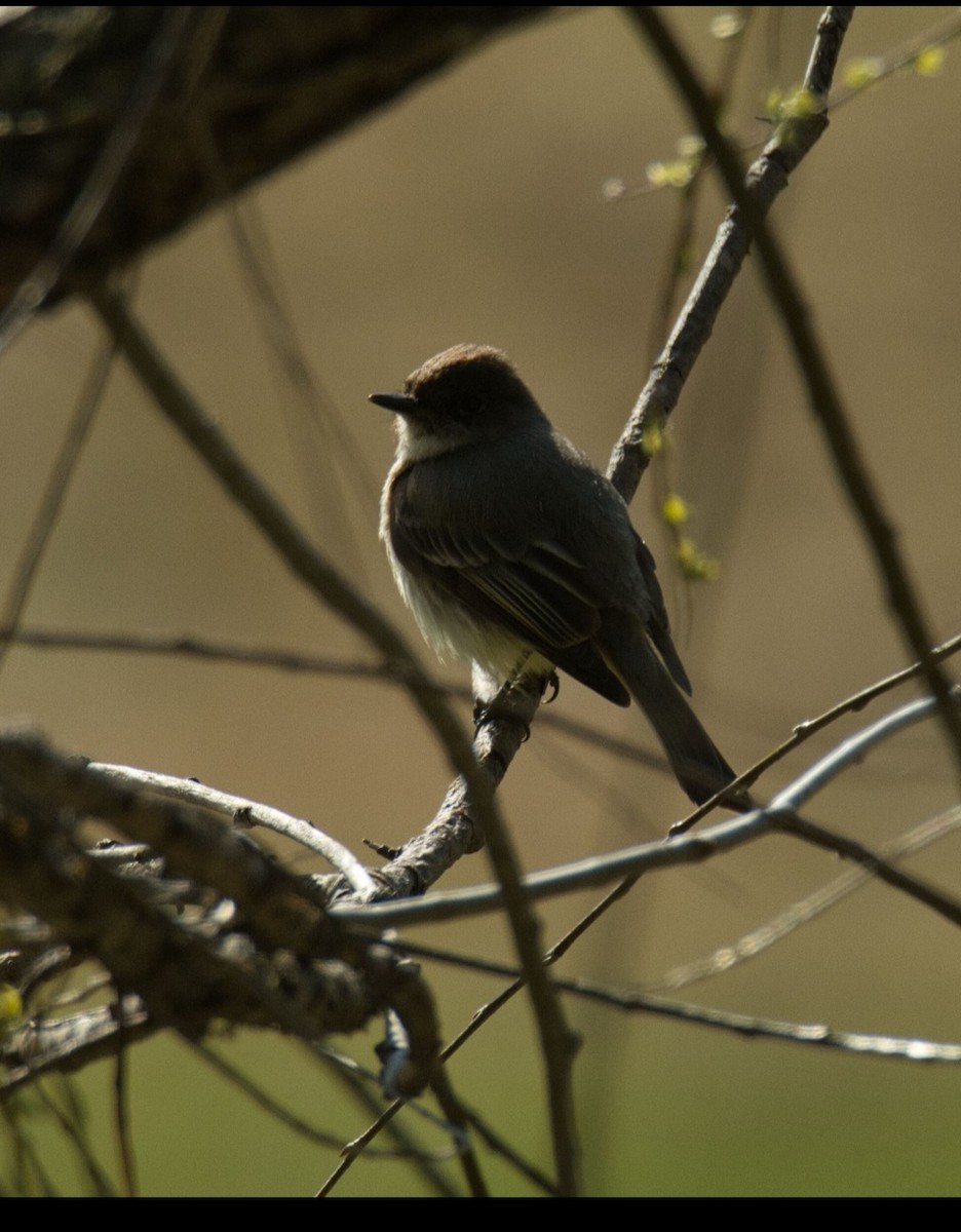 Eastern Phoebe - ML616345195