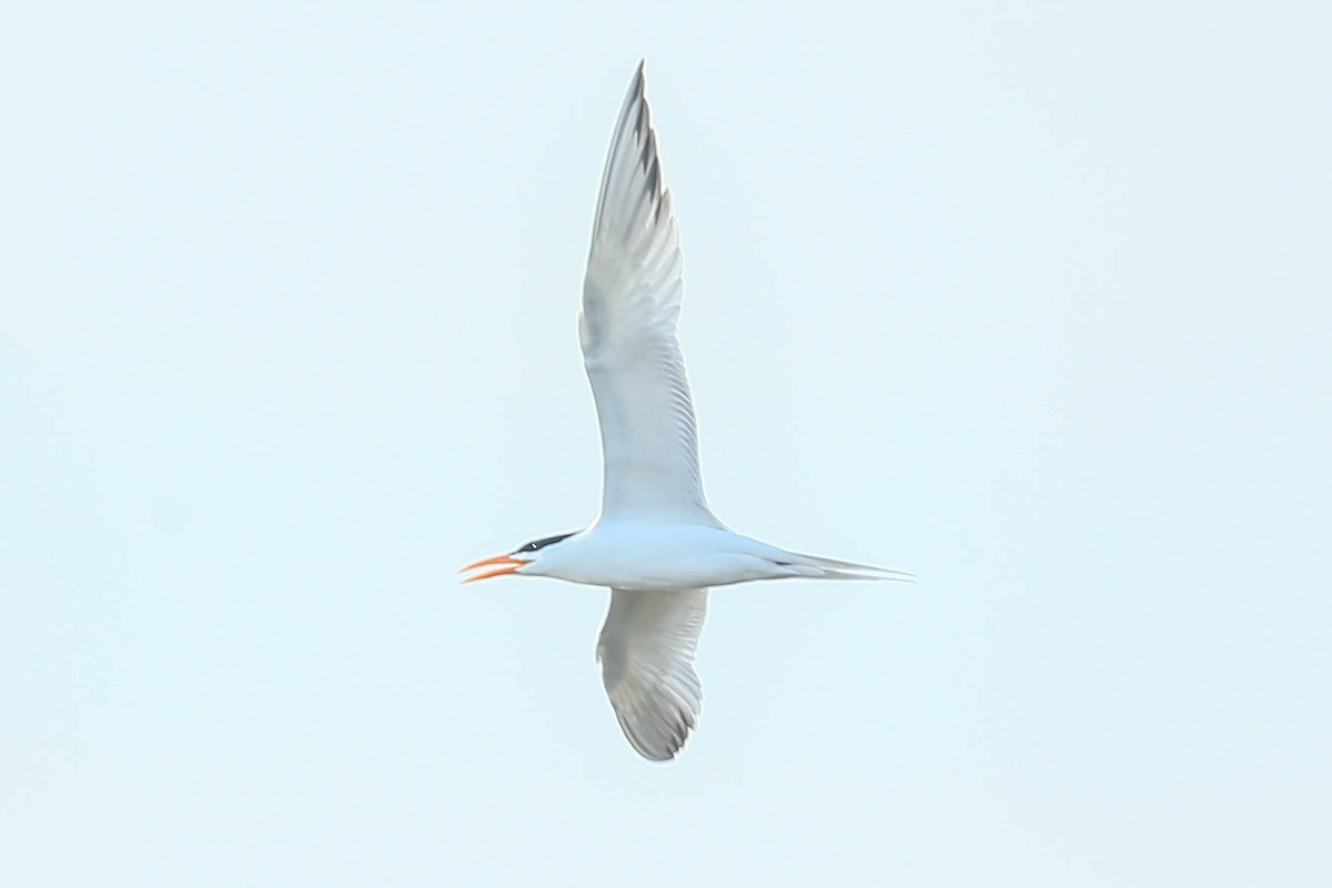 Royal Tern - ML616345199