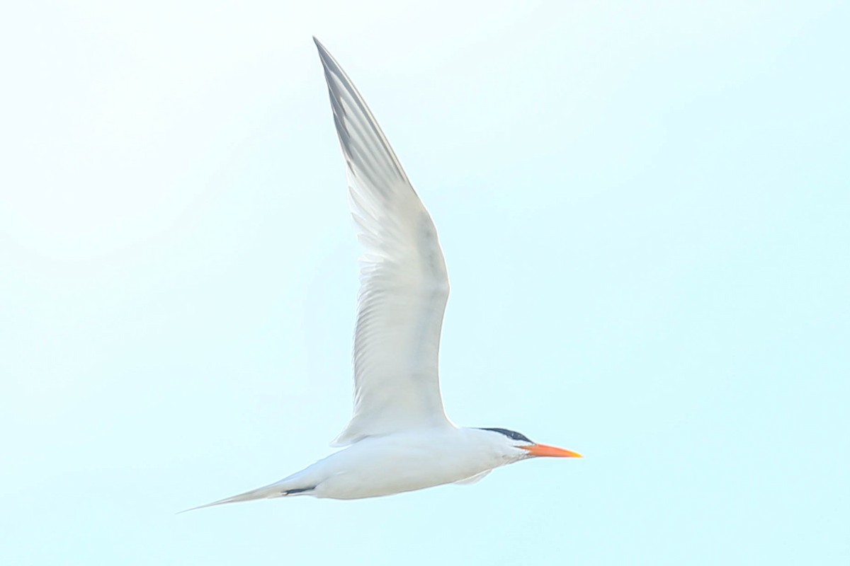 Royal Tern - ML616345217