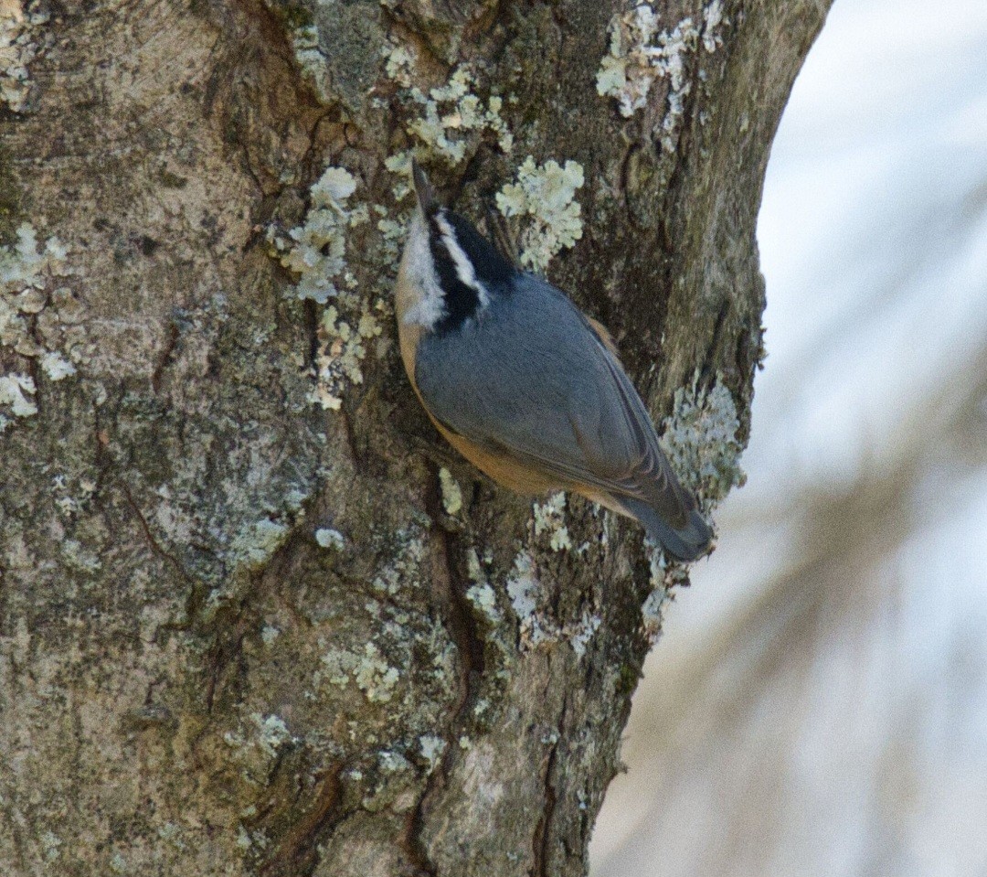 Red-breasted Nuthatch - ML616345222