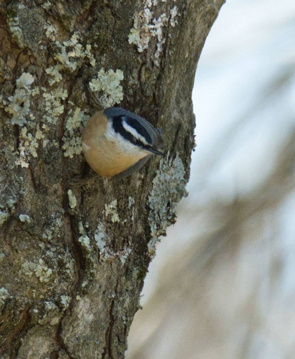 Red-breasted Nuthatch - ML616345223