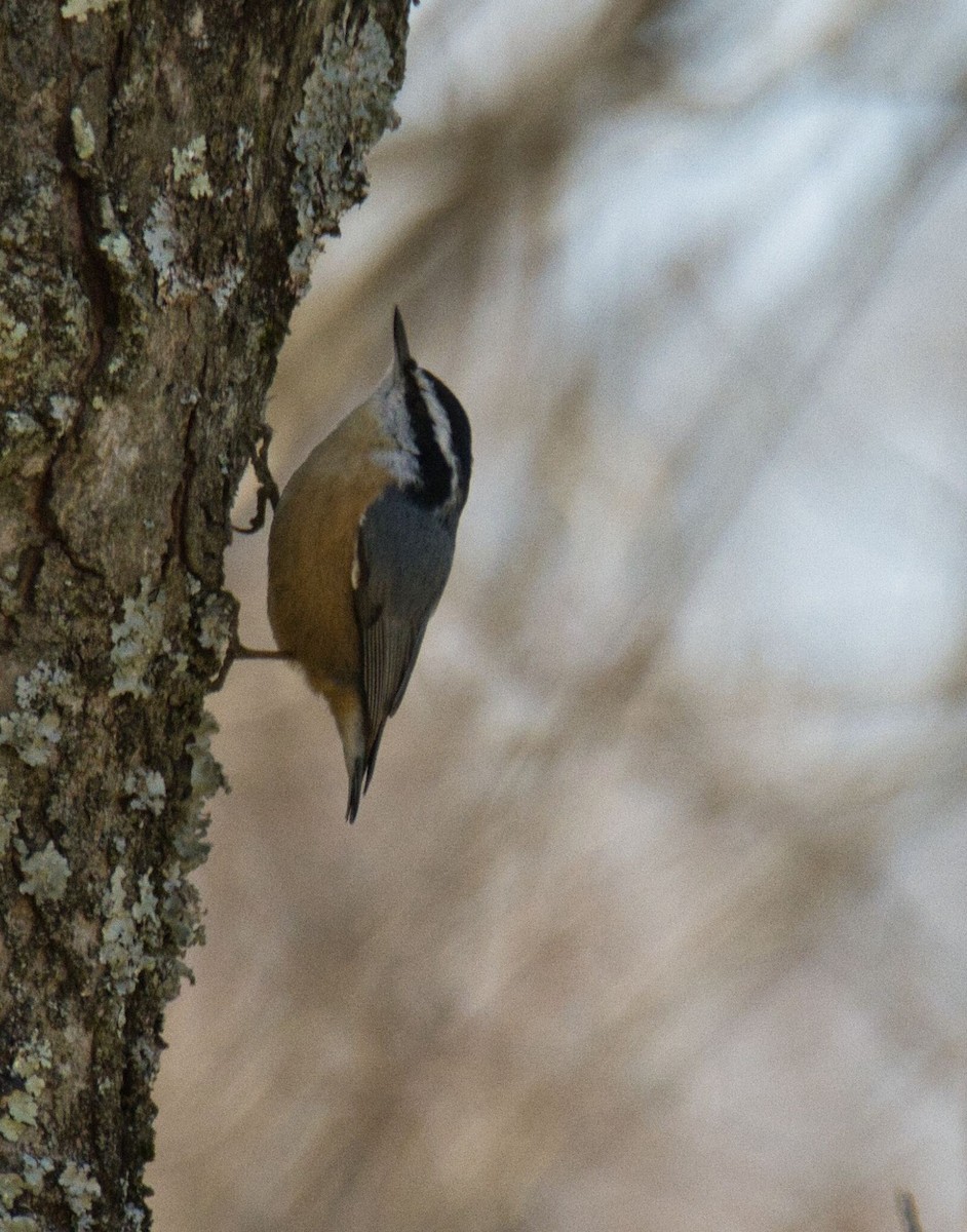 Red-breasted Nuthatch - ML616345224