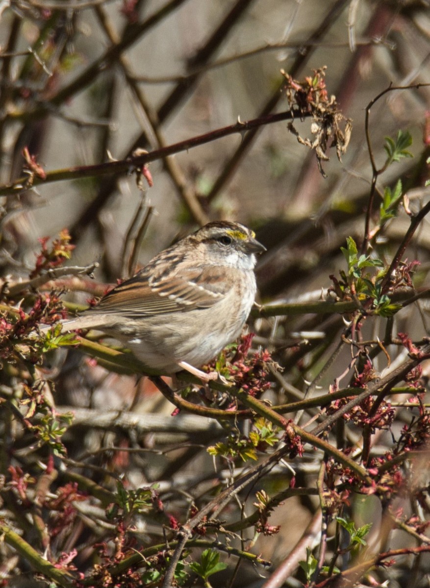 White-throated Sparrow - ML616345235
