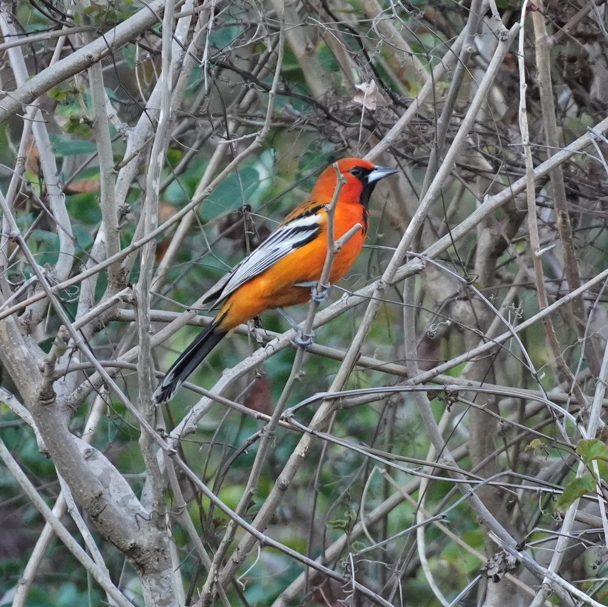 Oriole à dos rayé - ML616345350