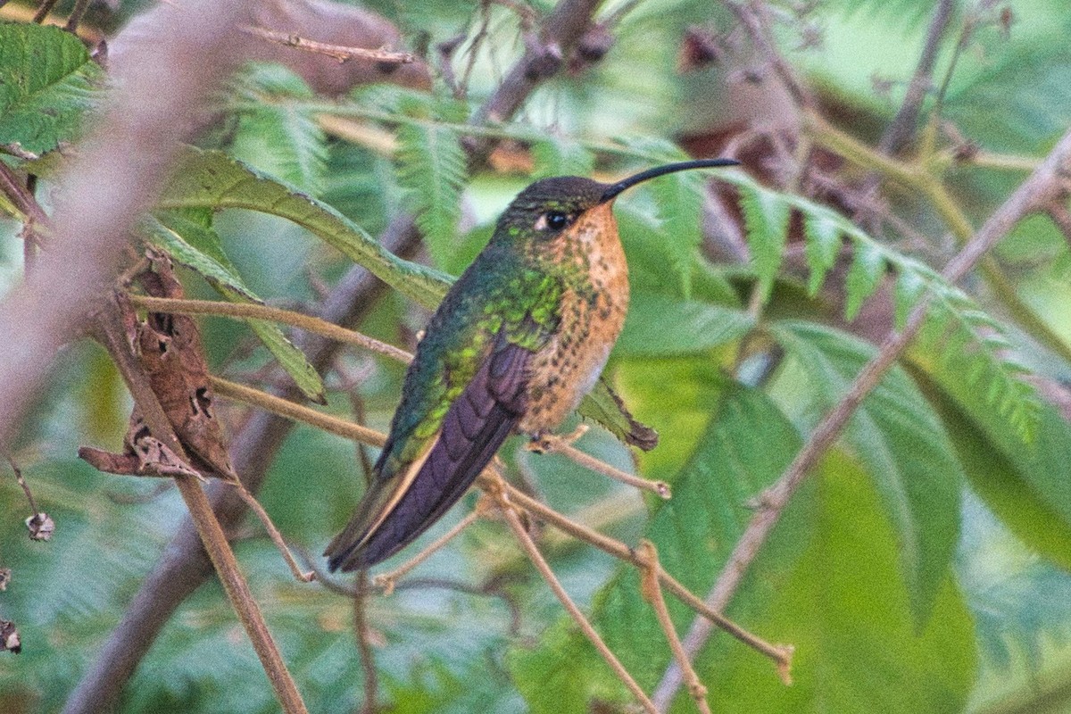 kolibřík aksamitový - ML616345363