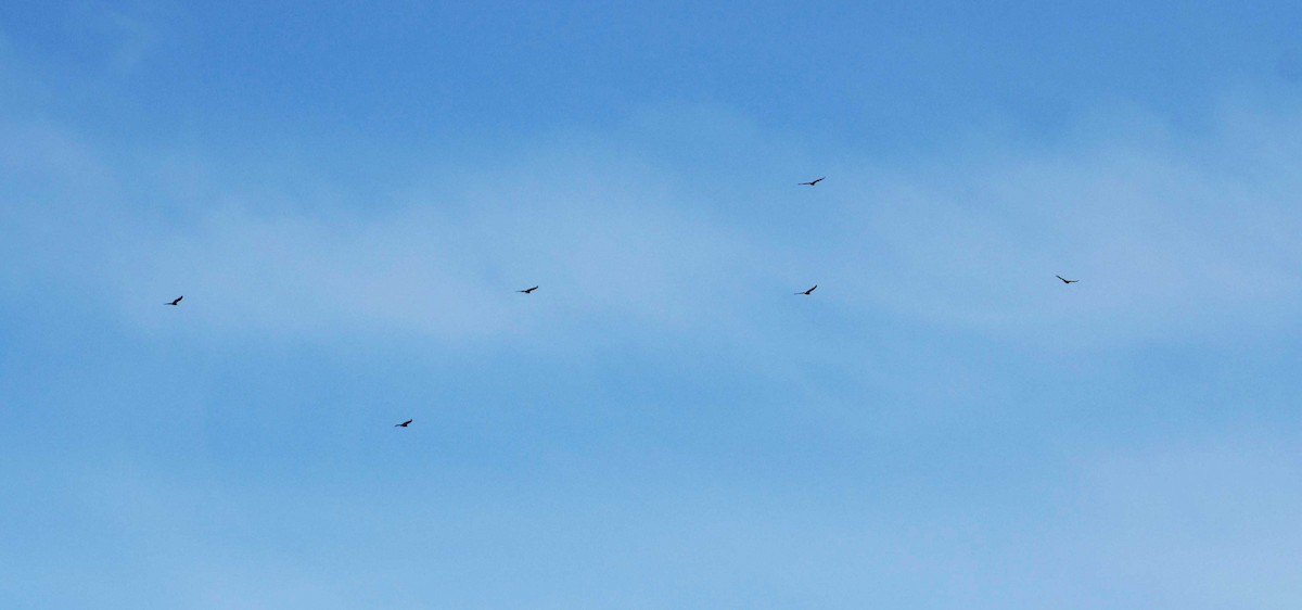 Turkey Vulture - ML616345382