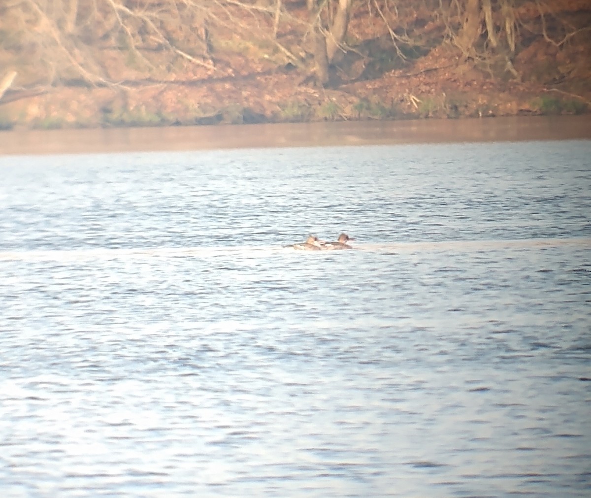 Red-breasted Merganser - Marc Ribaudo