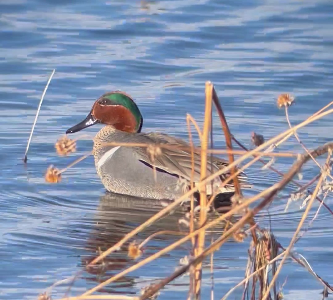 Green-winged Teal - ML616345391
