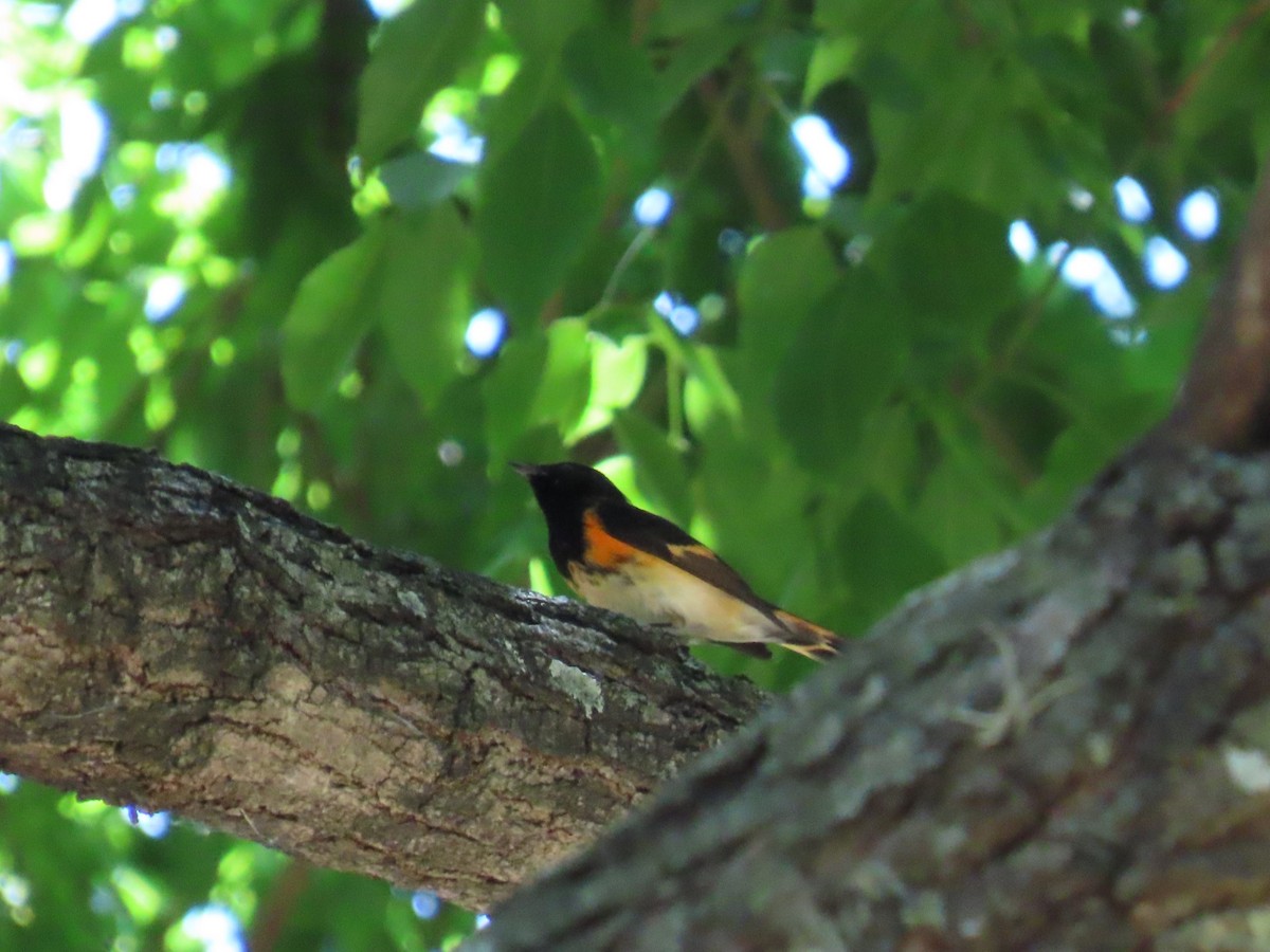 American Redstart - ML616345401