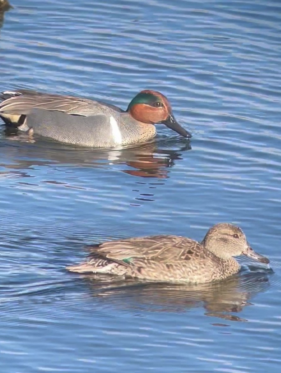 Green-winged Teal - ML616345402