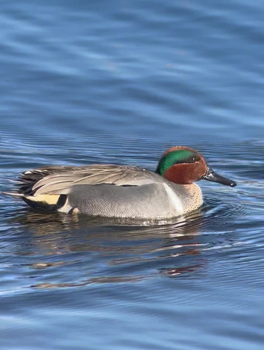 Green-winged Teal - ML616345411