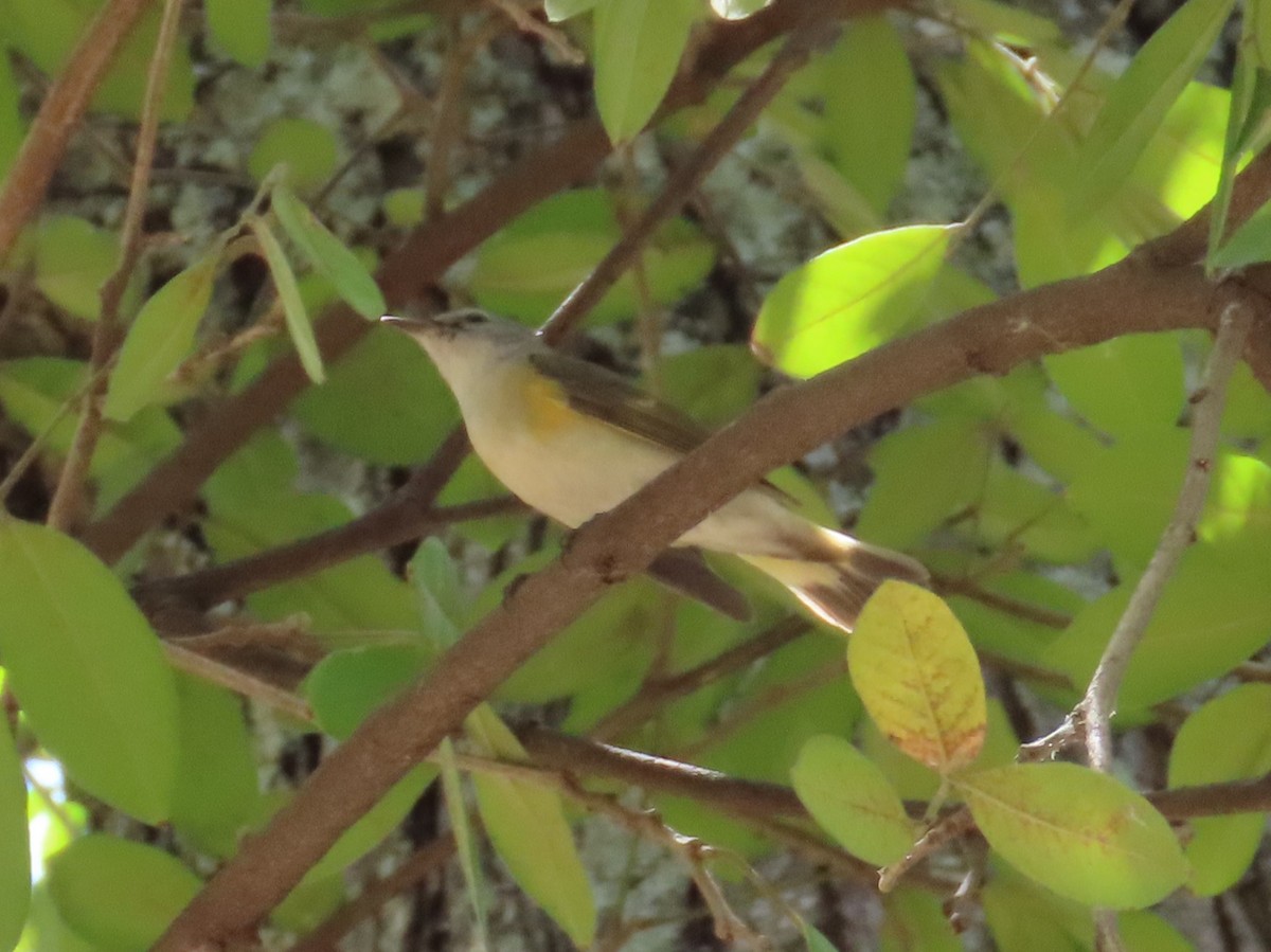 American Redstart - ML616345414