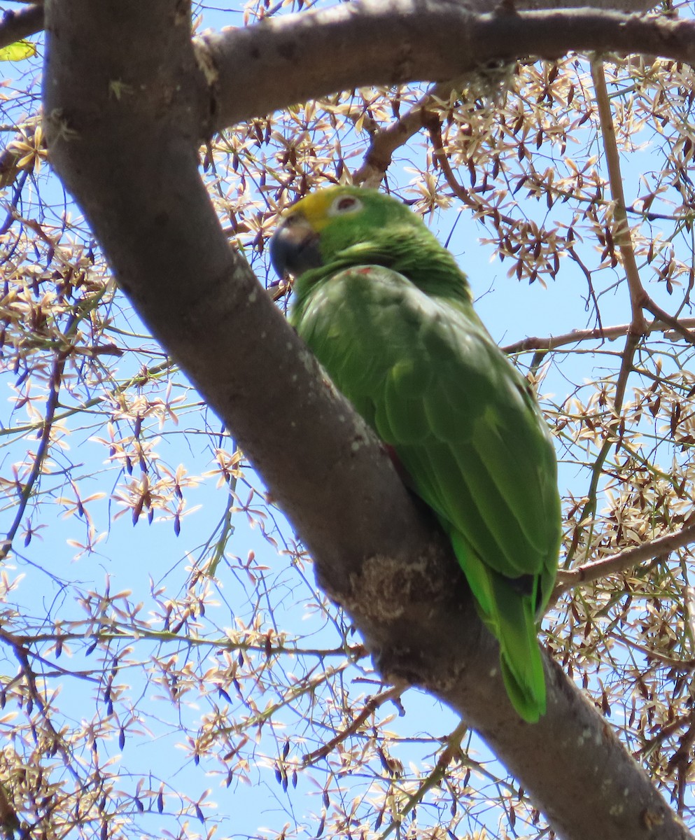 Yellow-crowned Parrot - ML616345421